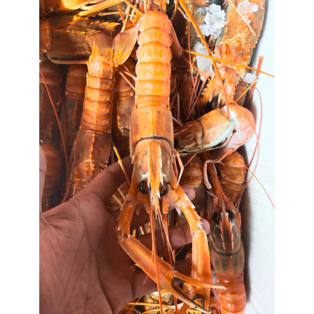 

Langoustine / Norway Lobster Fresh 1KG