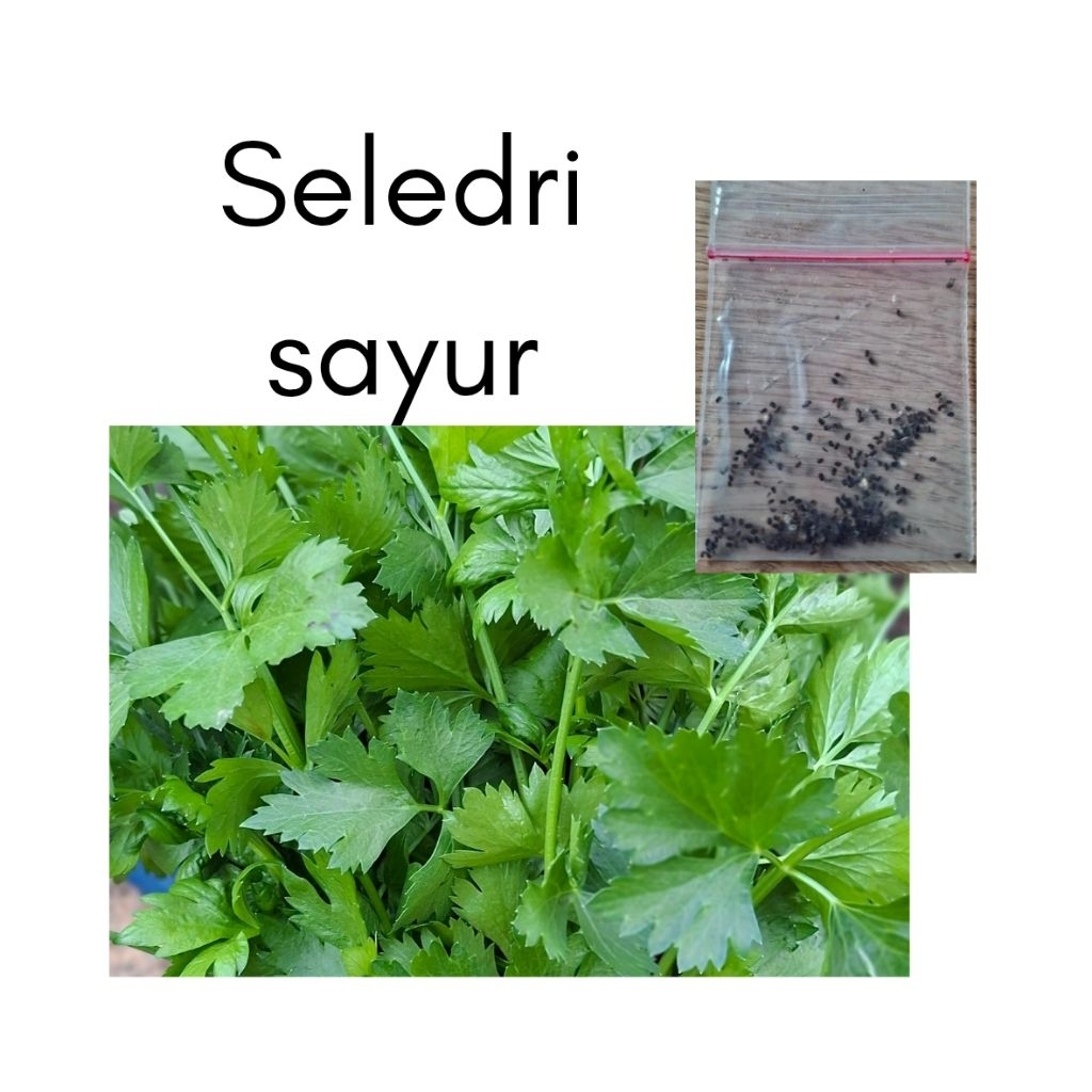

Seledri sayur /seledri baso/ daun seledri