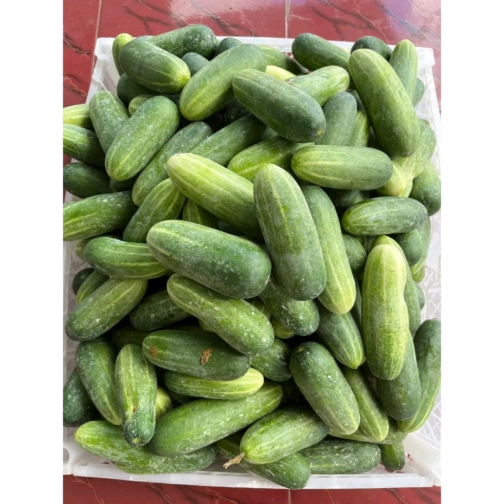 

Timun Super Fresh Baru Petik 1kg Murah