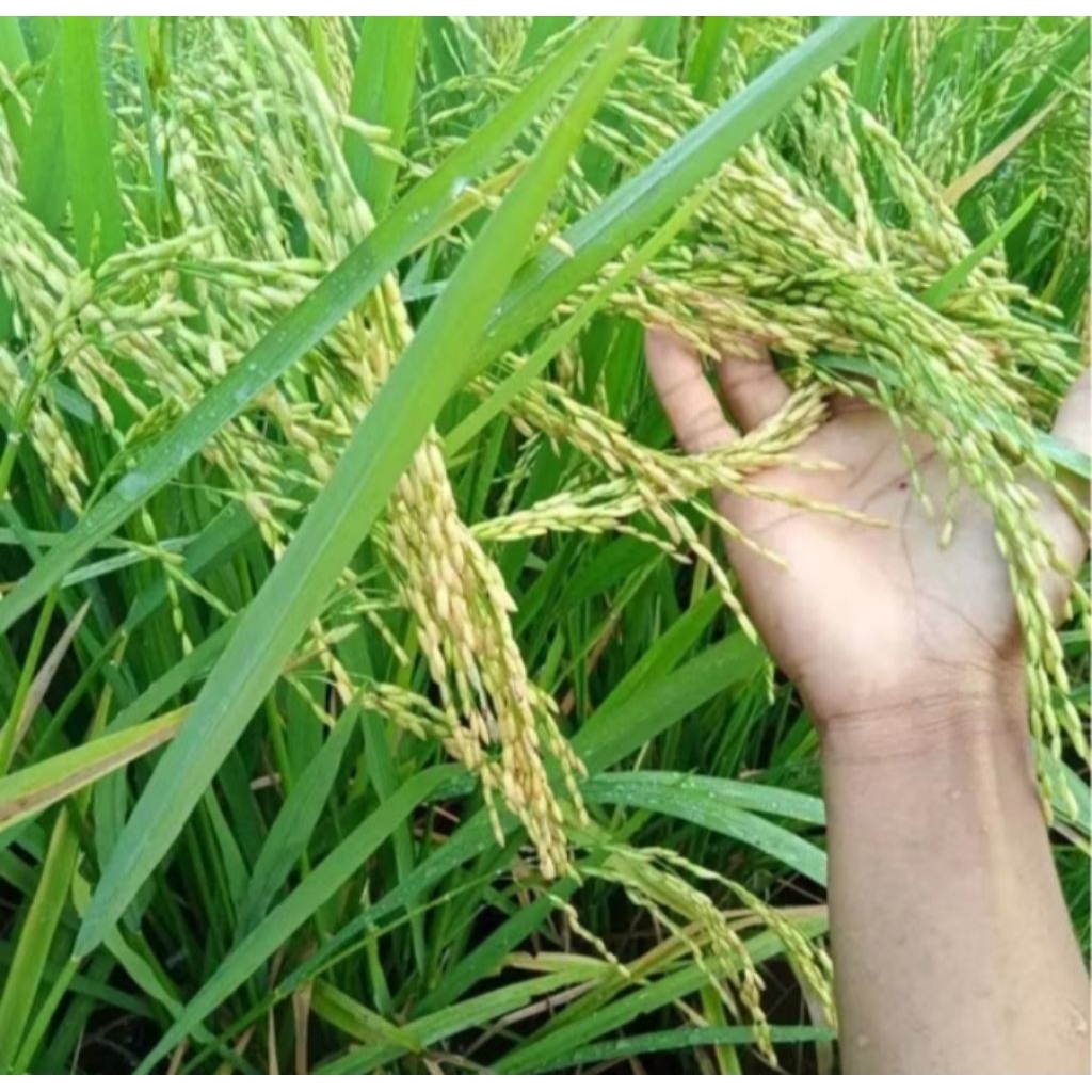 Benih Padi INPARI 42 GSR original berkualitas super  Premium kemasan 1KG