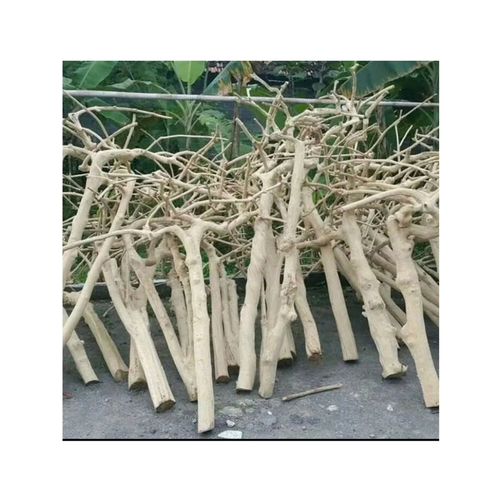 Tangkringan Burung Kayu Kopi Bercabang Lebat Kayu Berkarakter Kayu Kopi Hias