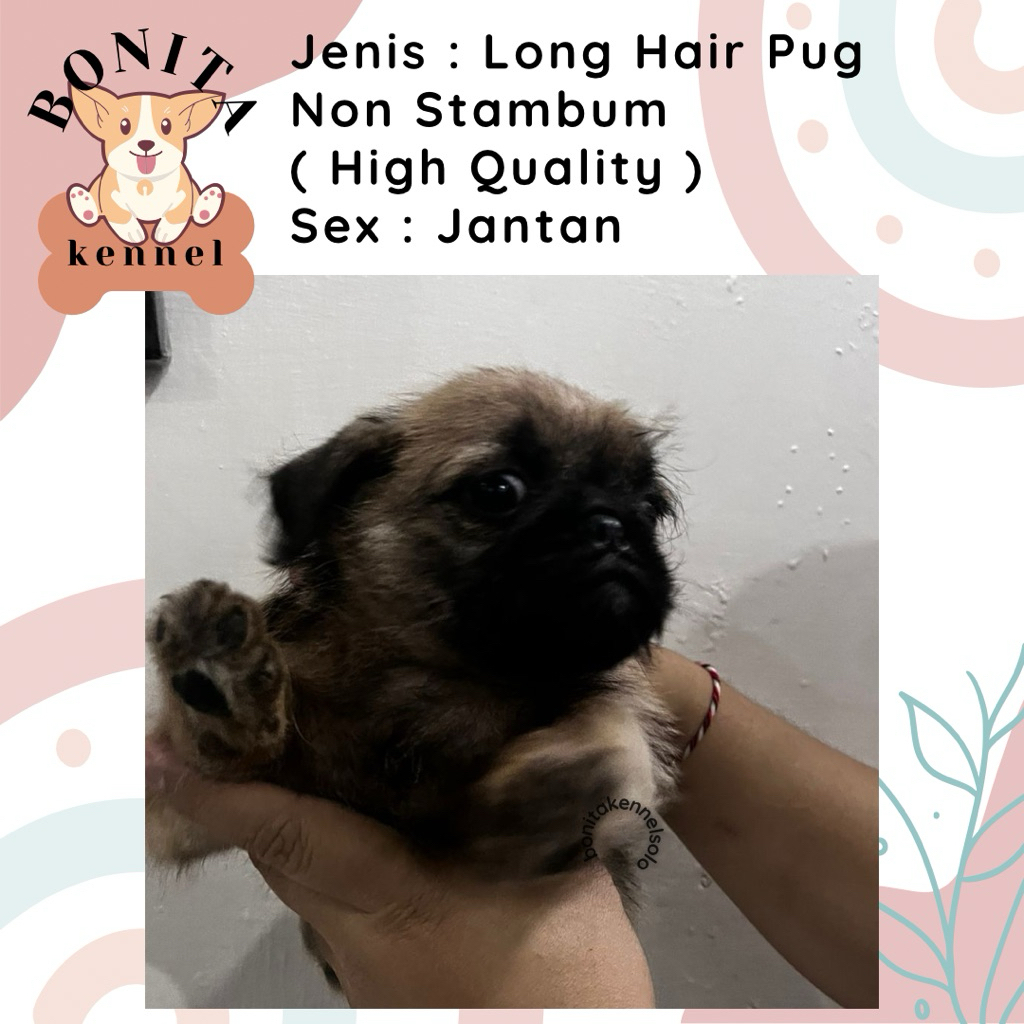 Long Hair Pug Non Stambum Anak Anjing Pug Jantan Betina