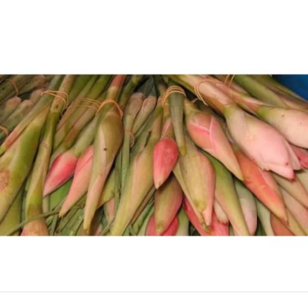 

Bunga Kecombrang 1kg