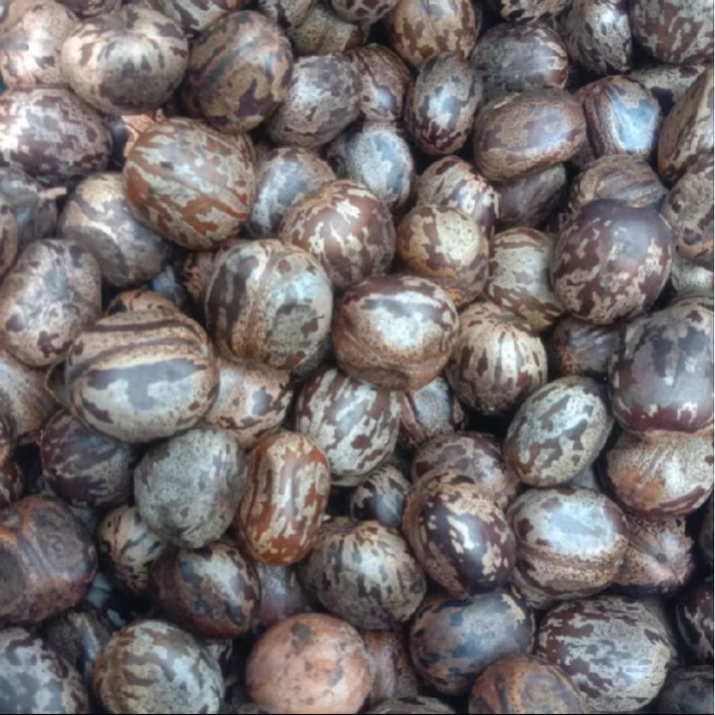 

Biji KARET Pohon KARET 1KG