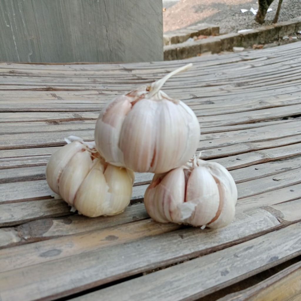 

Bawang putih kating 1kg