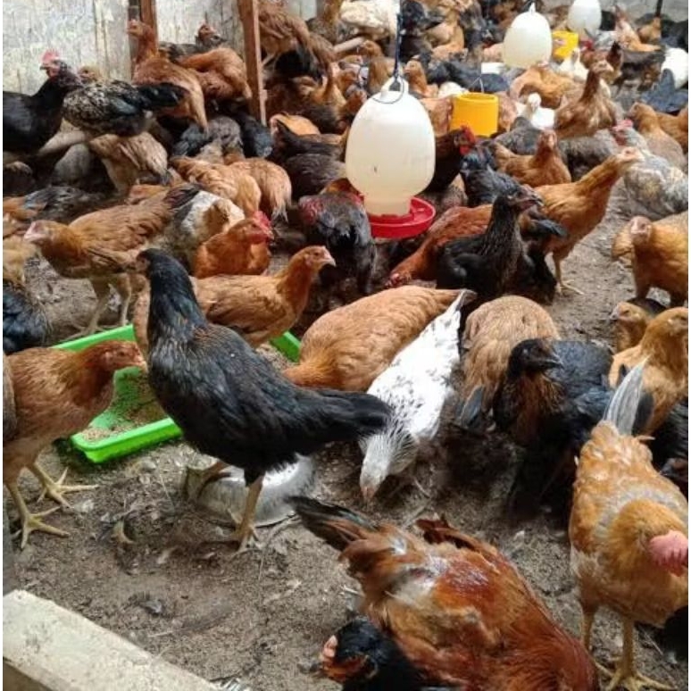 Ayam KAMPUNG Hidup 3kg-+/ ayam kampung hidup 3kg-+