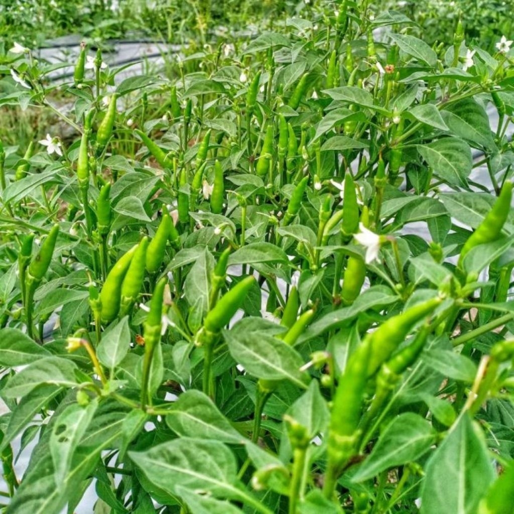 COD - Benih Cabe Rawit Hijau 35 Biji Varietas Unggul