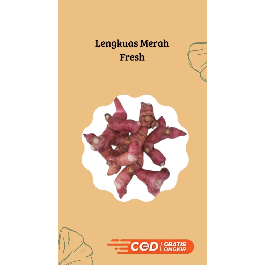 

Lengkuas Merah 100% Alami