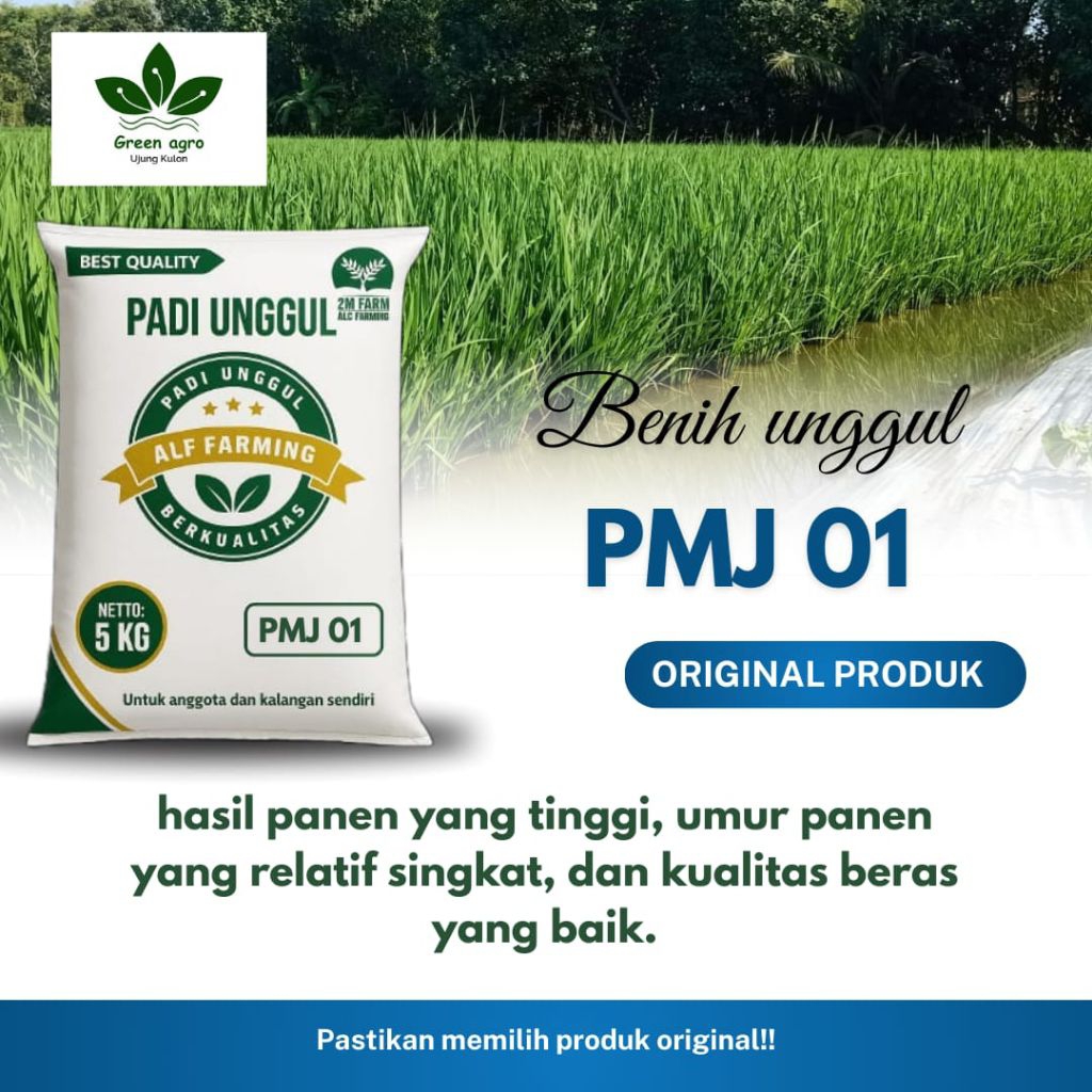 BIBIT PADI UNGGUL PMJ 01
