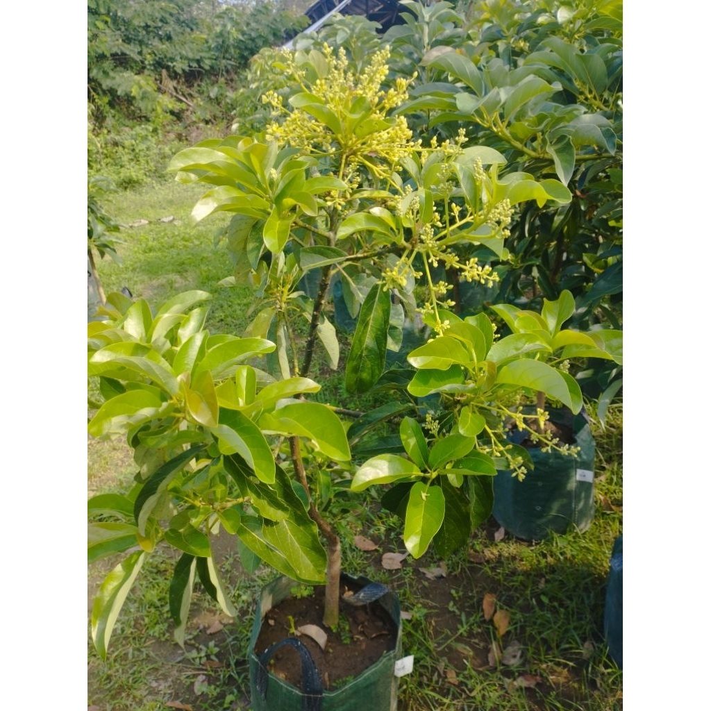 Indukan Alpukat Kondisi Sudah Berbunga MIKI, ALIGATOR, KELUD, SAP034, MENTEGA, MARCUS Full Media [35