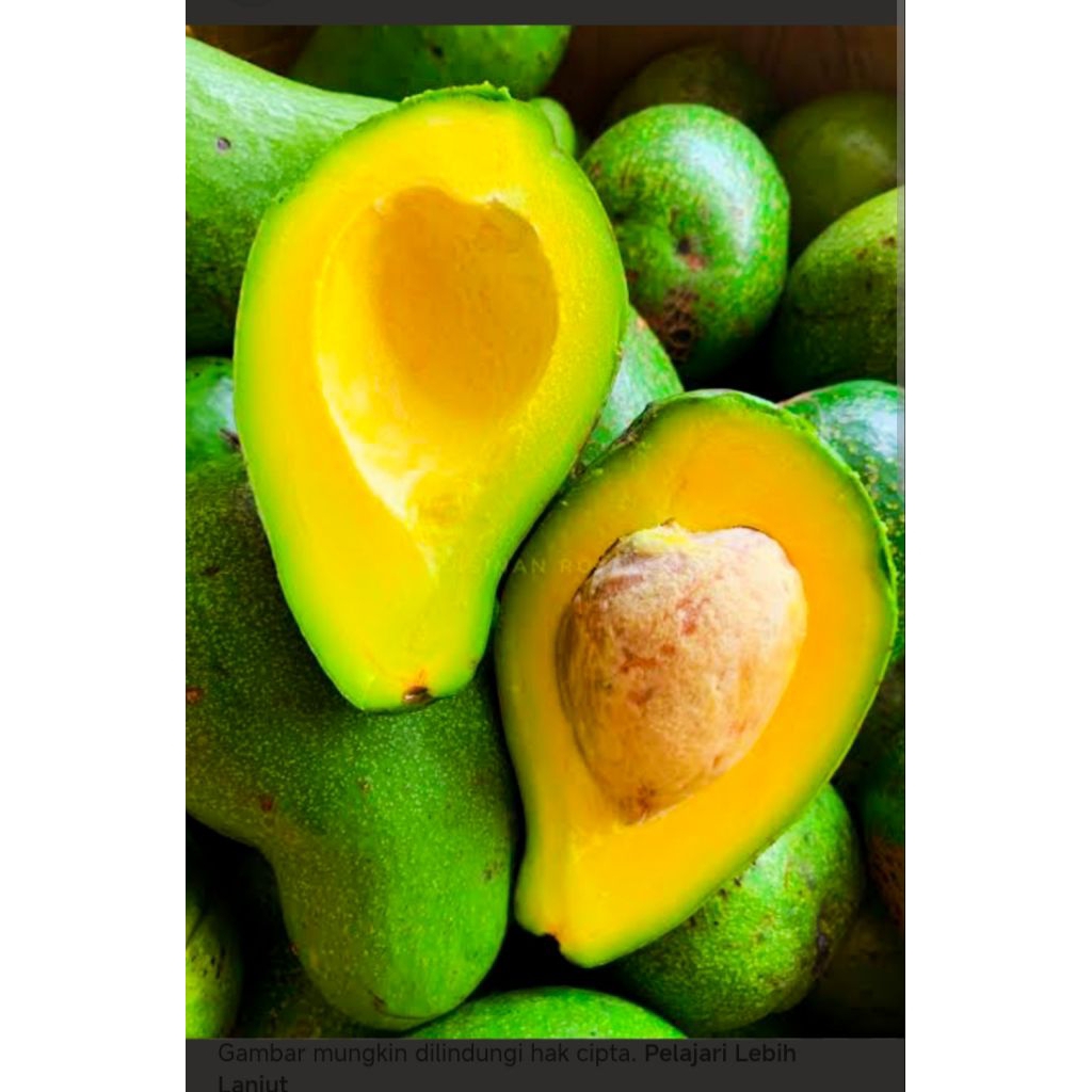 

alpukat mentega lokal gunung muria