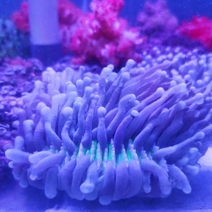 Terumbu Karang Asli Hidup Jenis Karang Anemon Piring