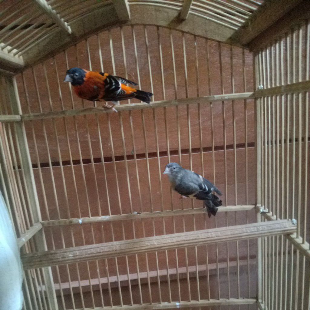 Burung Red Siskin Classic