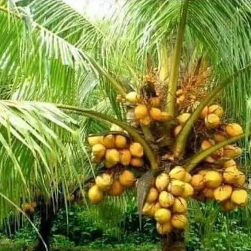 

kelapa gading1kg