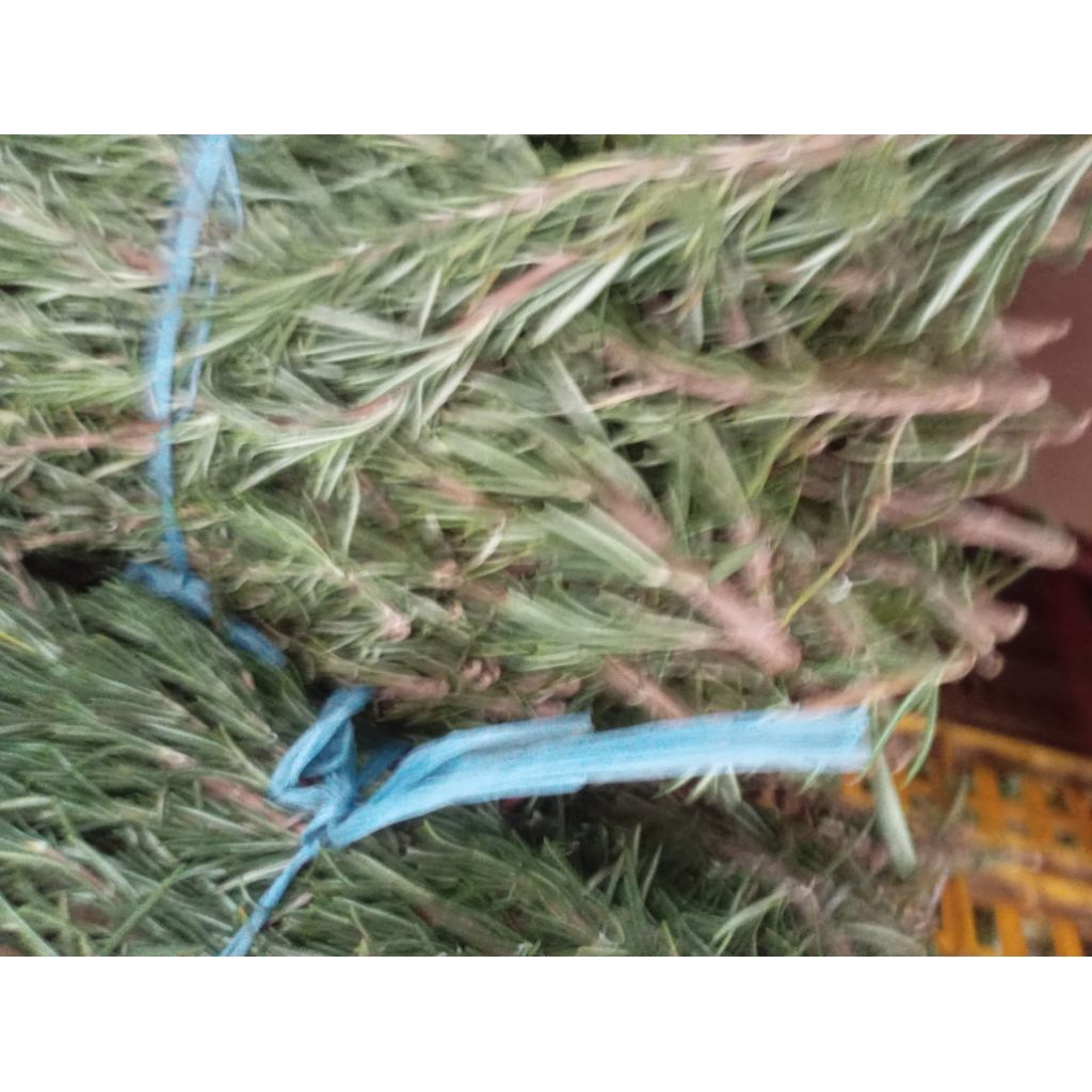 

Herbal daun Rosmeri petik segar