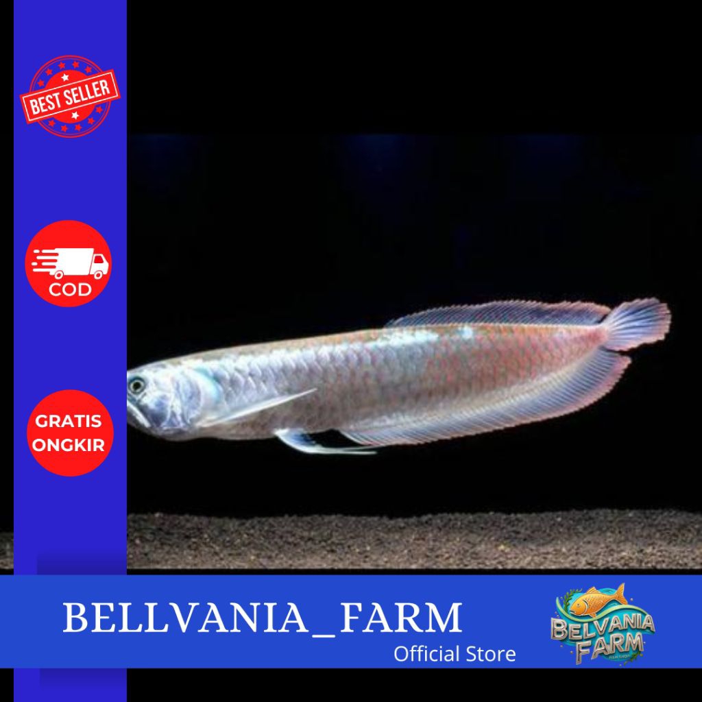 promosi arwana silver red
