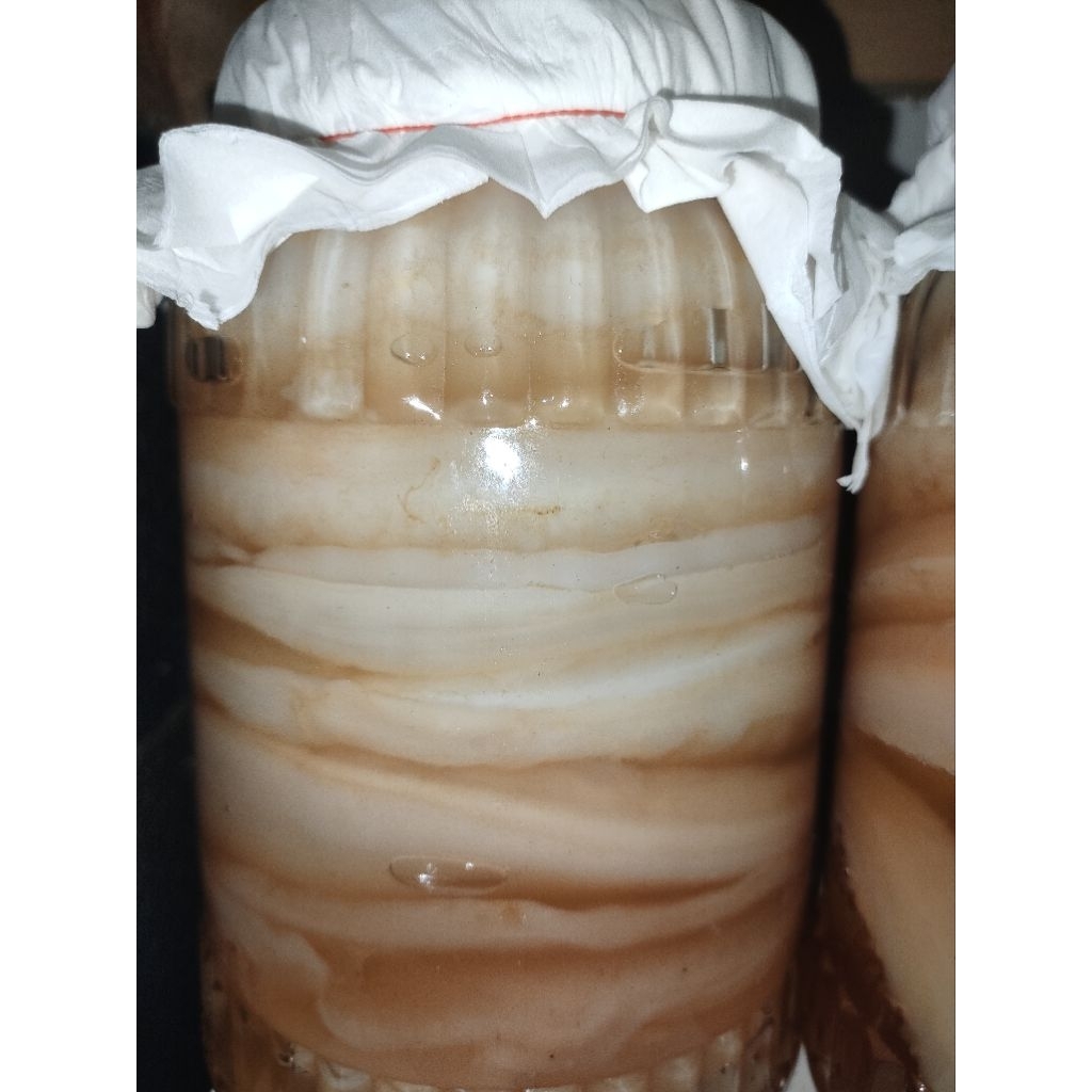 

SCOBY TEBAL SCOBY KOMBUCHA SCOBY STARTER SCOBY KOMBUCHA PREMIUM