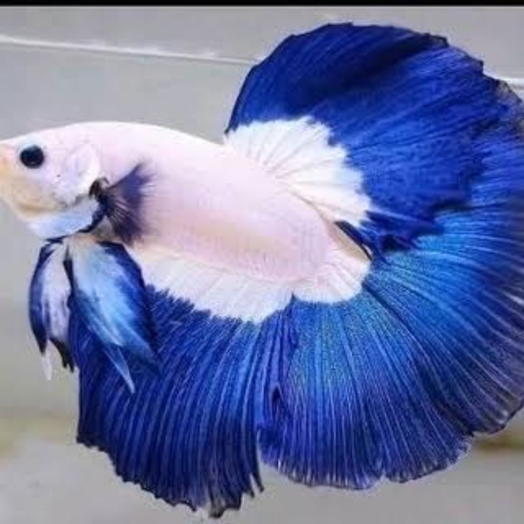 Halfmoon Blue Rim - Warna Indah - Sehat Aktif