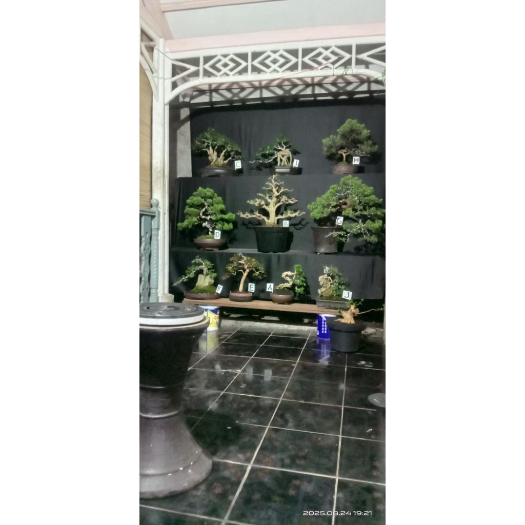 bonsai siap pajang