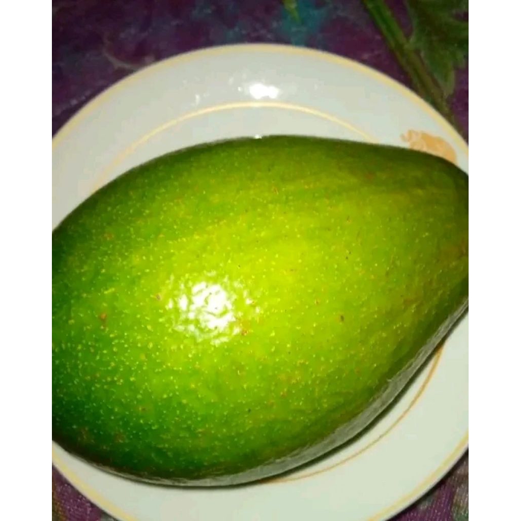 

Alpukat SUPER Jumbo Premium Kota Bengkulu