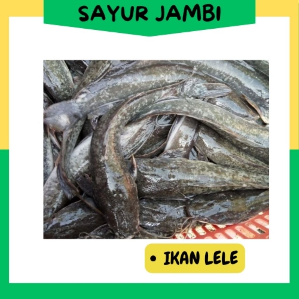 

INSTAN Ikan Lele fresh~Sayurjambi