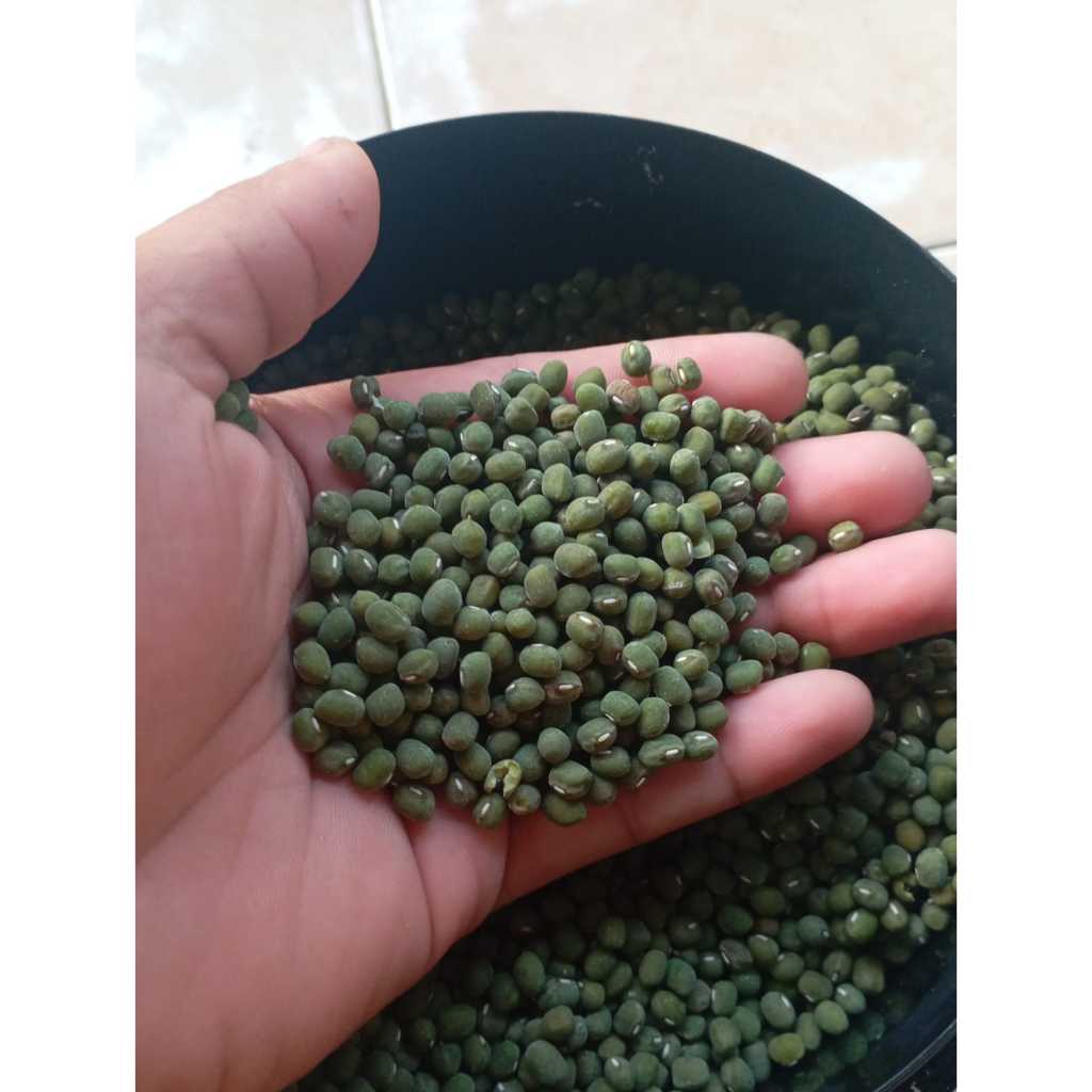 

Kacang Hijau Murni 100% – Bersih, Siap Masak, Harga Hemat