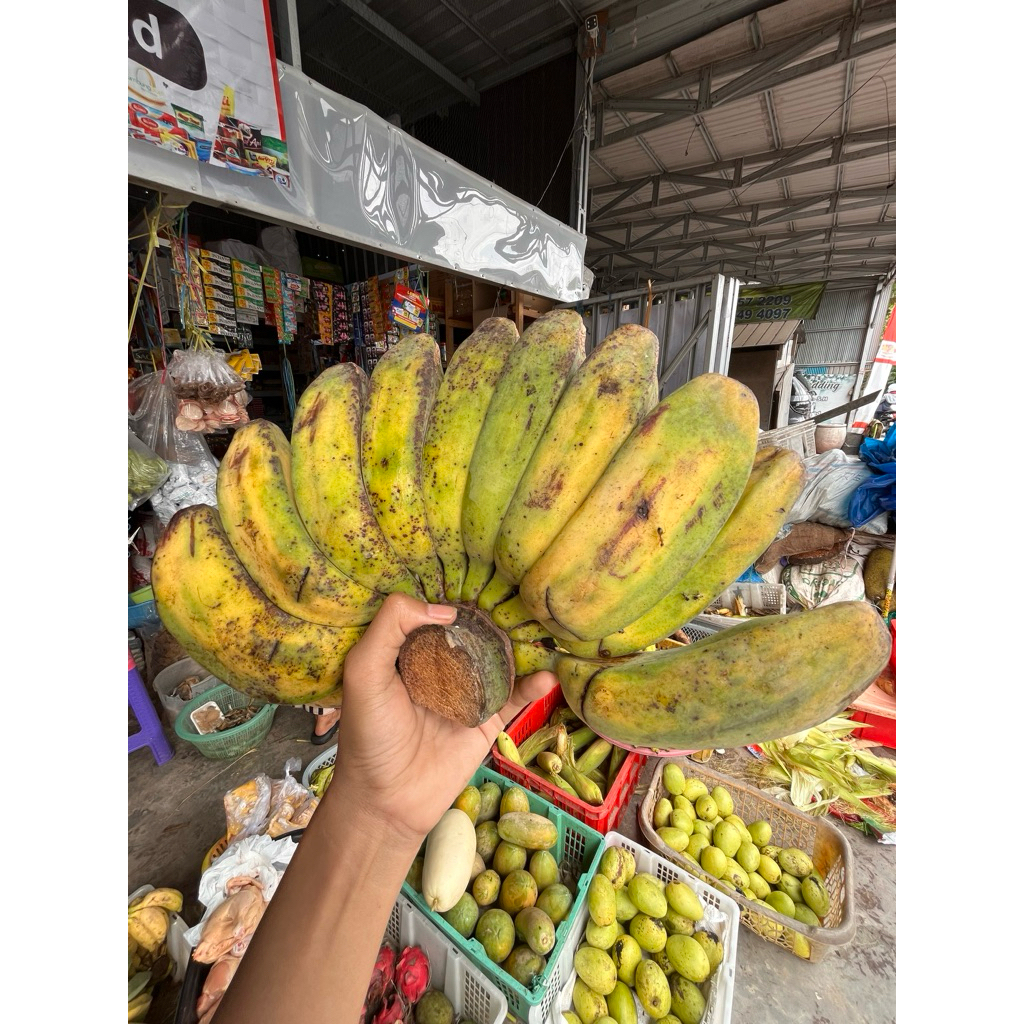 

Pisang Kepok | Pisang Menurun per 1Kg | Pisang Goreng