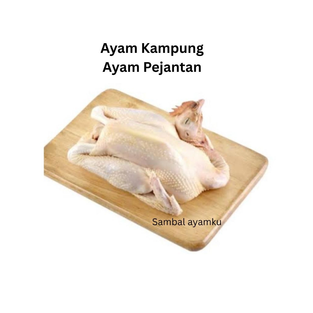 

Ayam Pejantan Asli per ekor