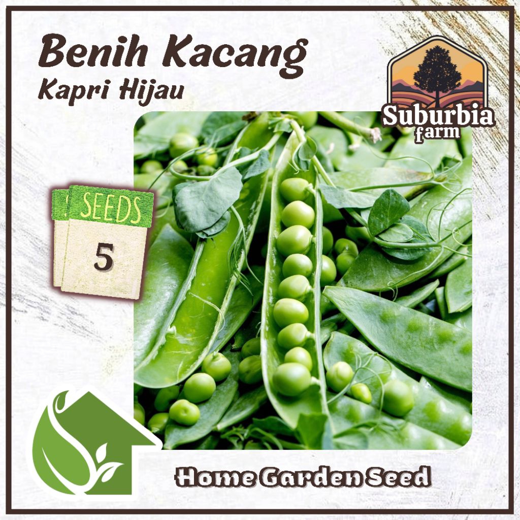 5 Biji Benih Kacang Kapri Hijau Bibit Kacang Polong
