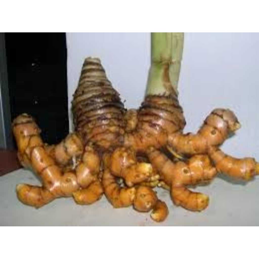 

1/2 kg temulawak segar