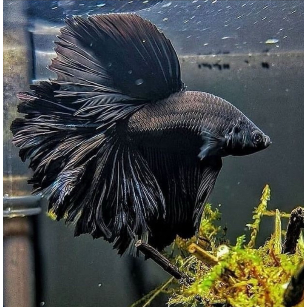 cupang halfmoon hitam galak black samurai, kualitas paling bagus