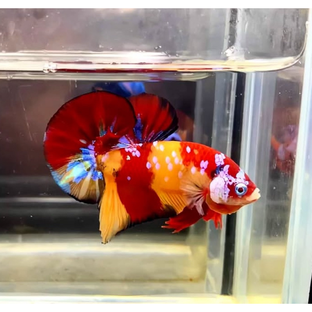 cupang nemo galaxy warna paling bagus sangat istimewa