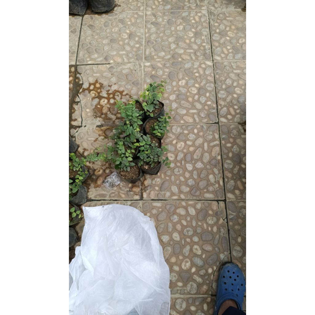 bibit tanaman rambat dolar...pohon rambat dinding...