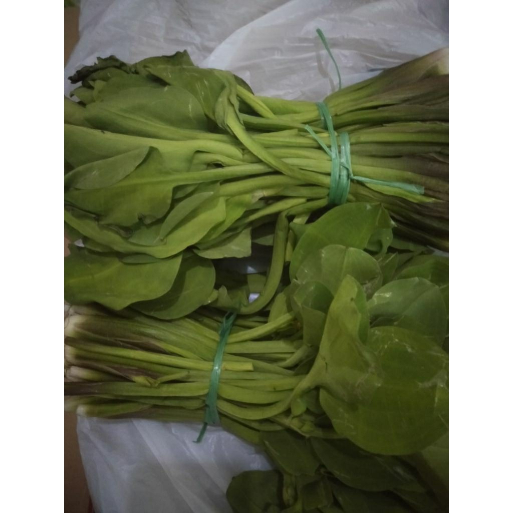 

Sayur Kenjer Genjer segar perikat