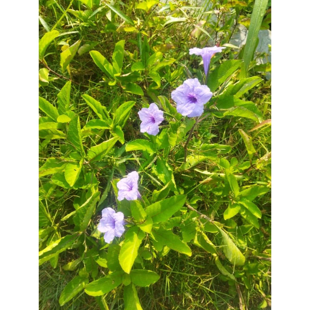 daun pletekan DAUN kencana ungu segar 300g