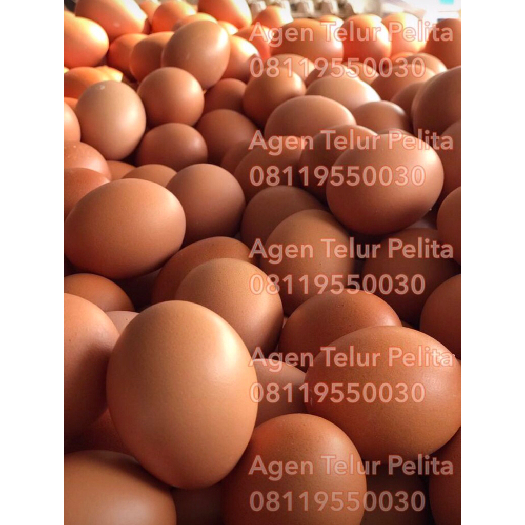 Telur Ayam Negeri FRESH 1 KG - Agen Telur Pelita