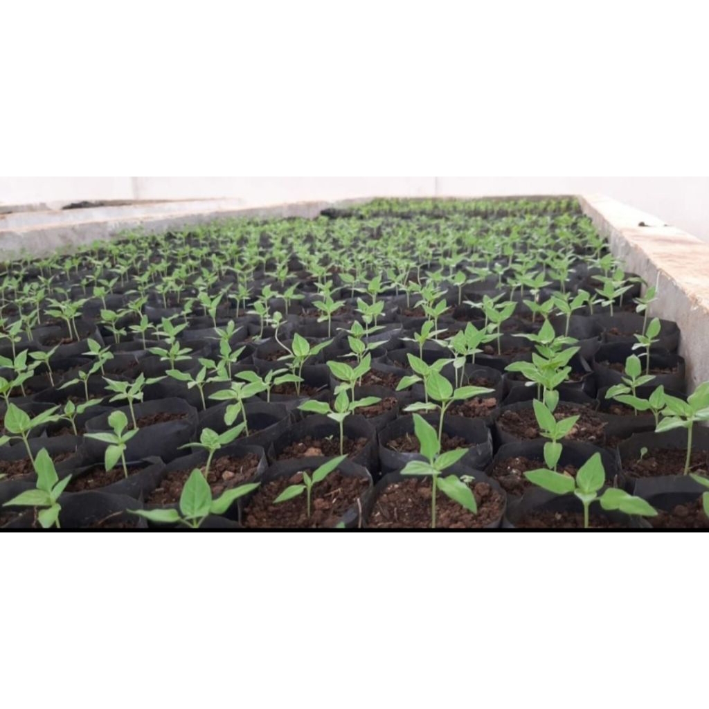 

Cabesa Bibit - Paket 100 Bibit Cabai Rawit Merah/Hijau Siap Tanam