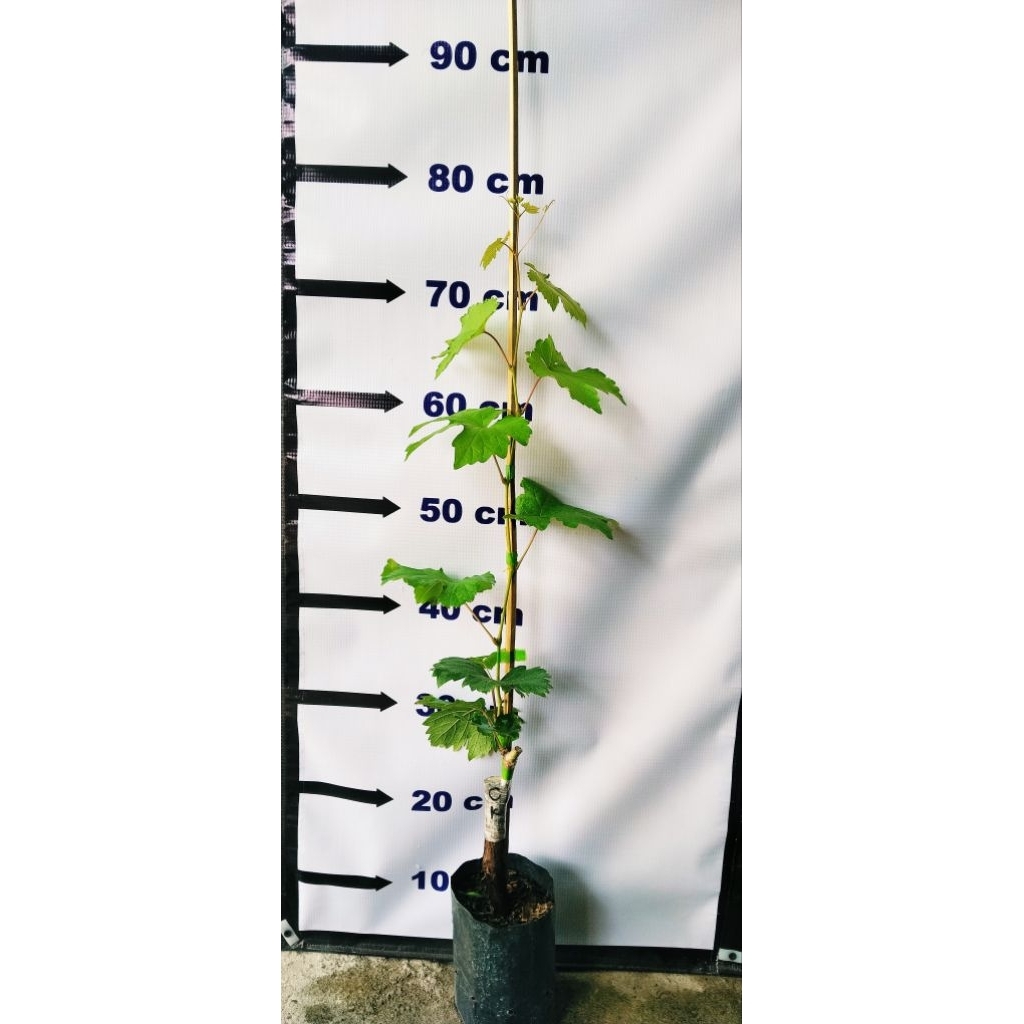 

Bibit anggur import varian cerny crystal pengiriman khusus pulau jawa