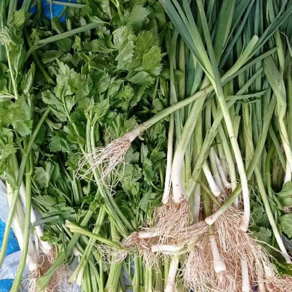 

Daun SOP dan daun prei 100gr