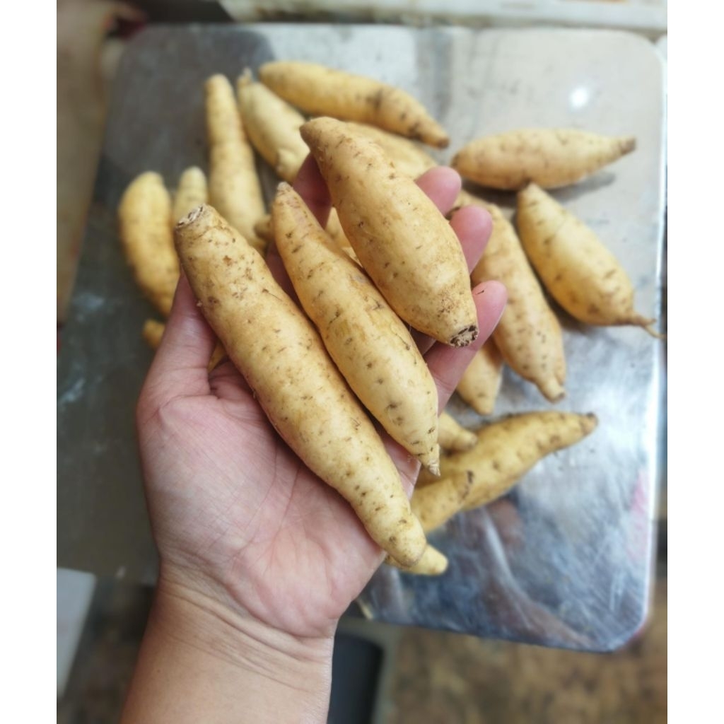 

1 Kg Ubi Cilembu lokal ukuran kecil