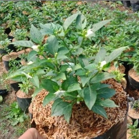Tanaman cabe rawit hijau siap berbuah / Pohon cabe rawit hijau / cabe rawit setan