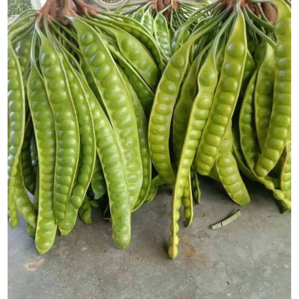 

PETE SEDANG ASLI MADIUN (10 PAPAPN/ LONJOR)