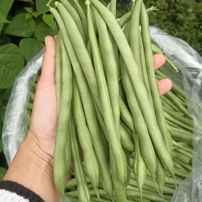 

buncis super fres petani lembang