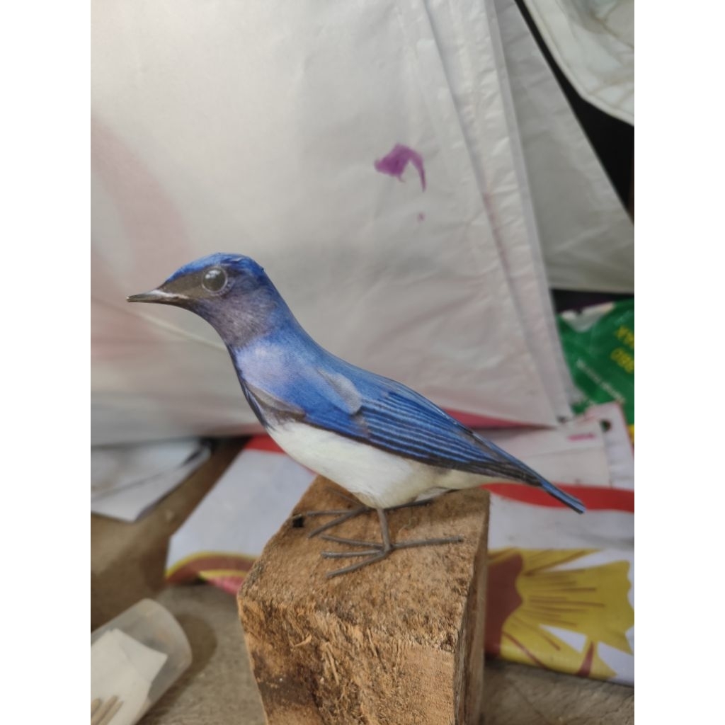 boneka burung selendang biru tledekan laut/ jontrot patung manuk solendang biru mirip aslinya bahan 