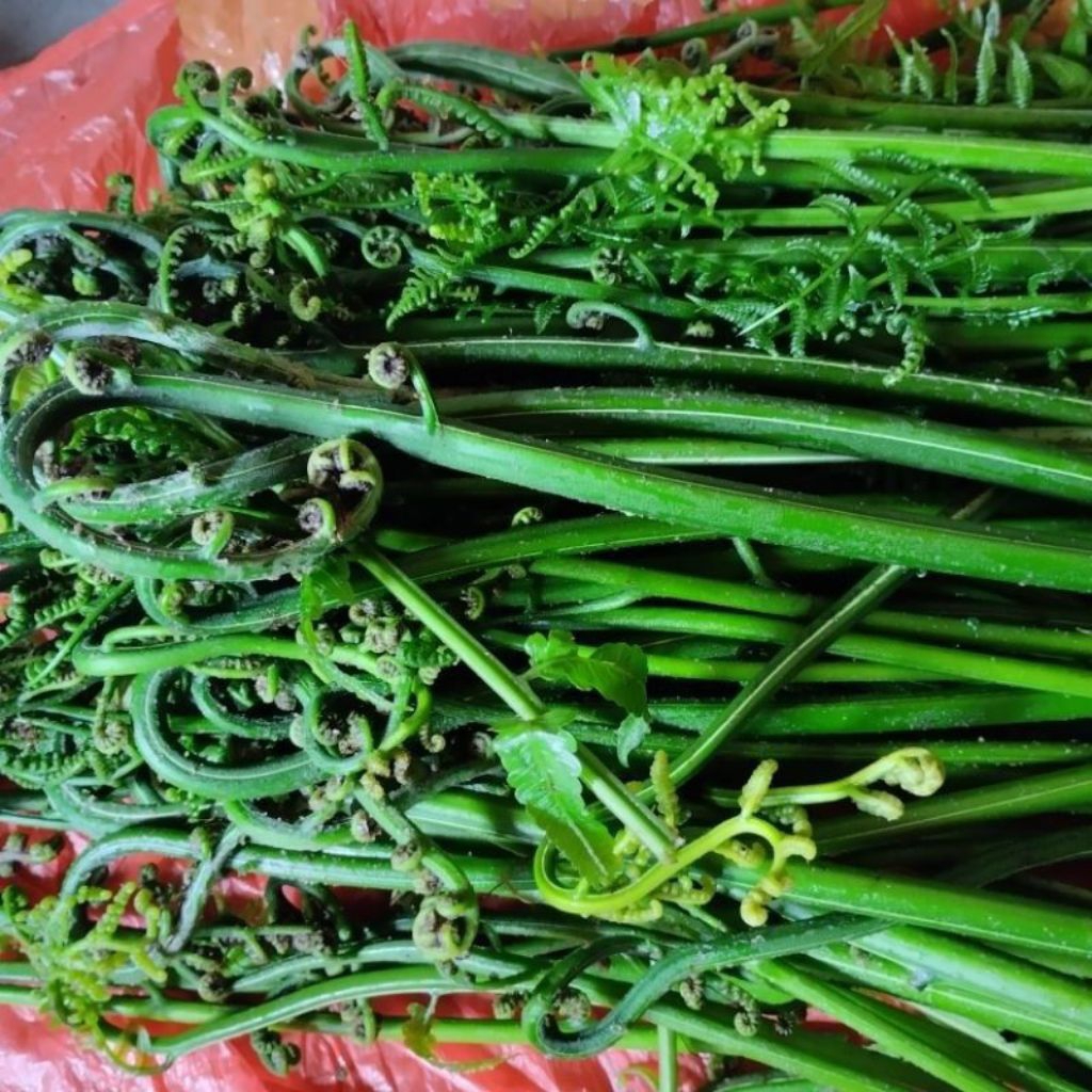 

sayur pakis/pakis sayur segar/fresh vegetable Terbaik