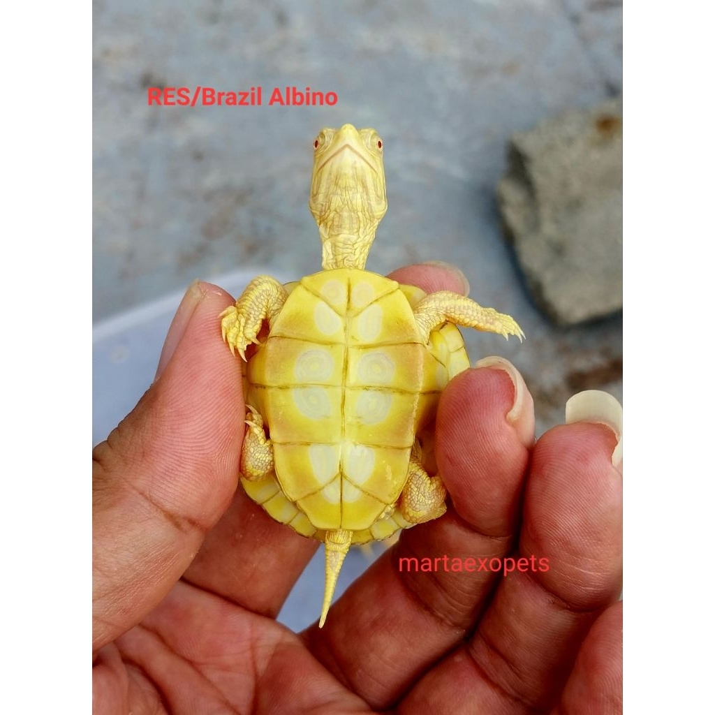 Hiasan kolam RES / Brasil Albino exotic