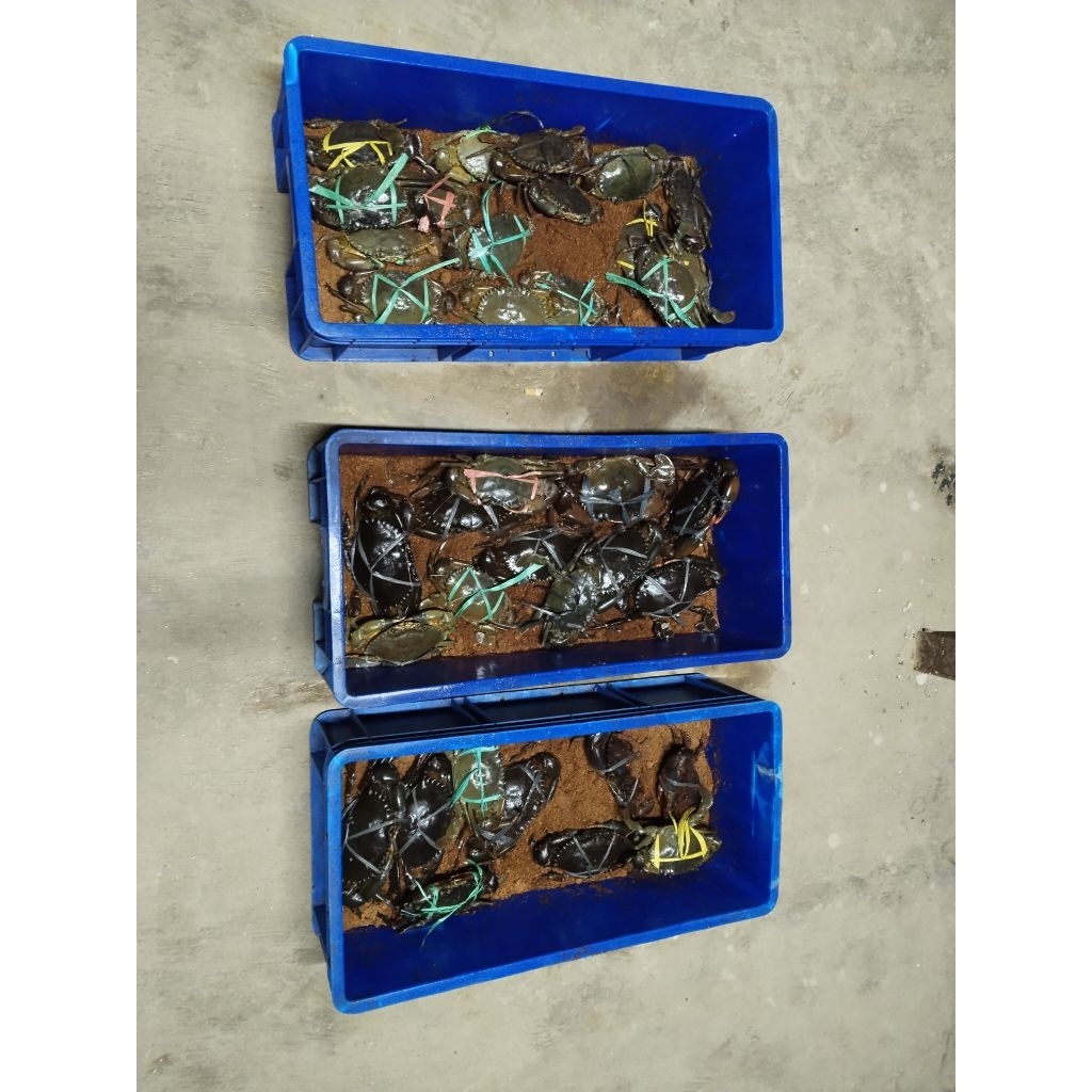 

kepiting bakau Super ukuran 200-300 grams