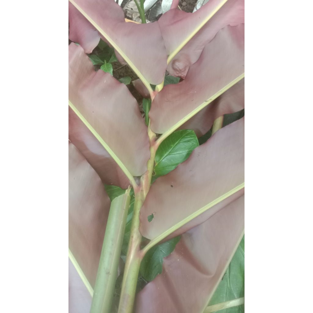 

daun comrang merah masih segar 1kg