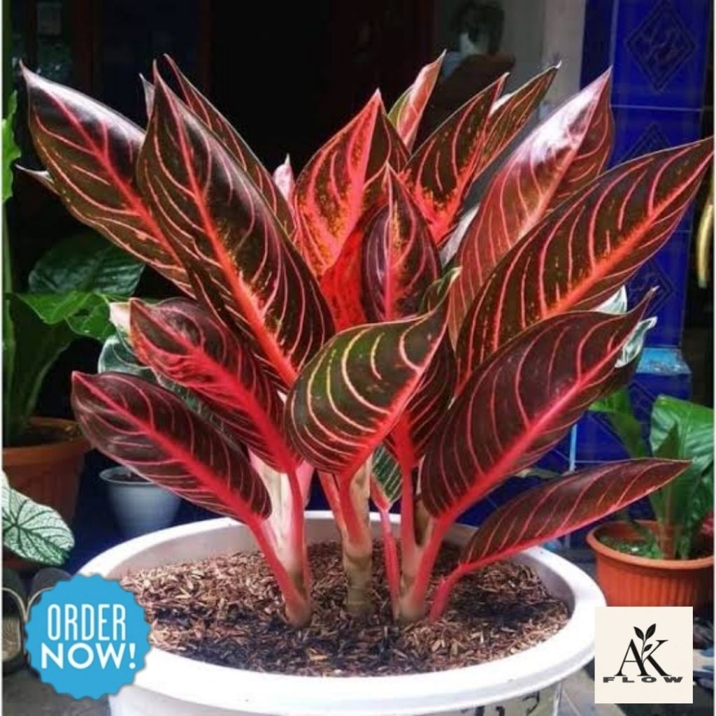 Bibit anakan aglonema Redsum ( red sumatra ) original termurah