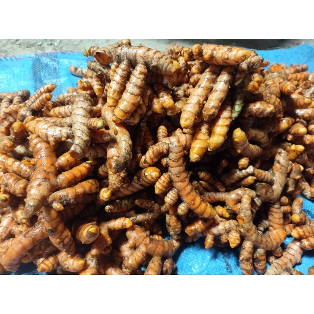 

Kunyit Asli Jual /kg